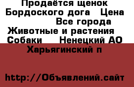 Продаётся щенок Бордоского дога › Цена ­ 37 000 - Все города Животные и растения » Собаки   . Ненецкий АО,Харьягинский п.